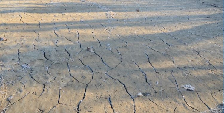 siccità sul fiume po - zibello